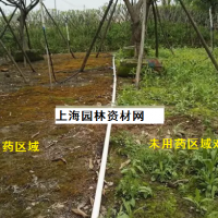 草坪里的雜草怎么去除，上海綠化養(yǎng)護(hù)草坪雜草如何管理
